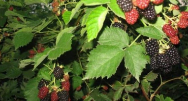 Kdy a jak správně stříhat ostružiny pro dobrou úrodu